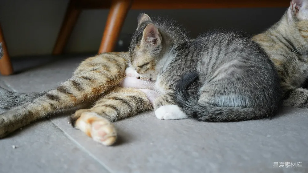 小猫从它的母亲那里吮吸奶。