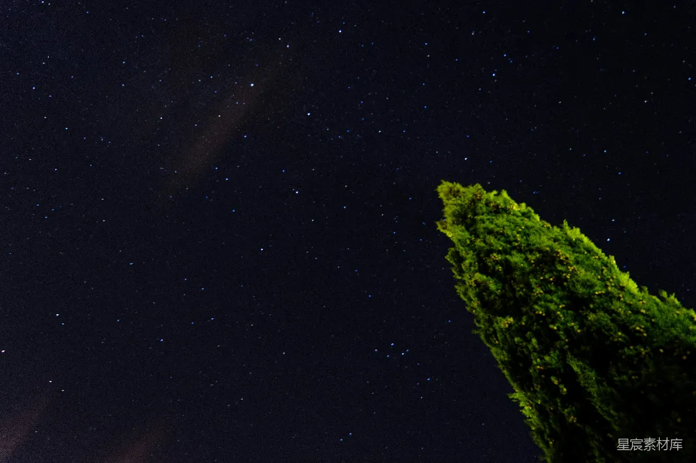 星光下的绿树