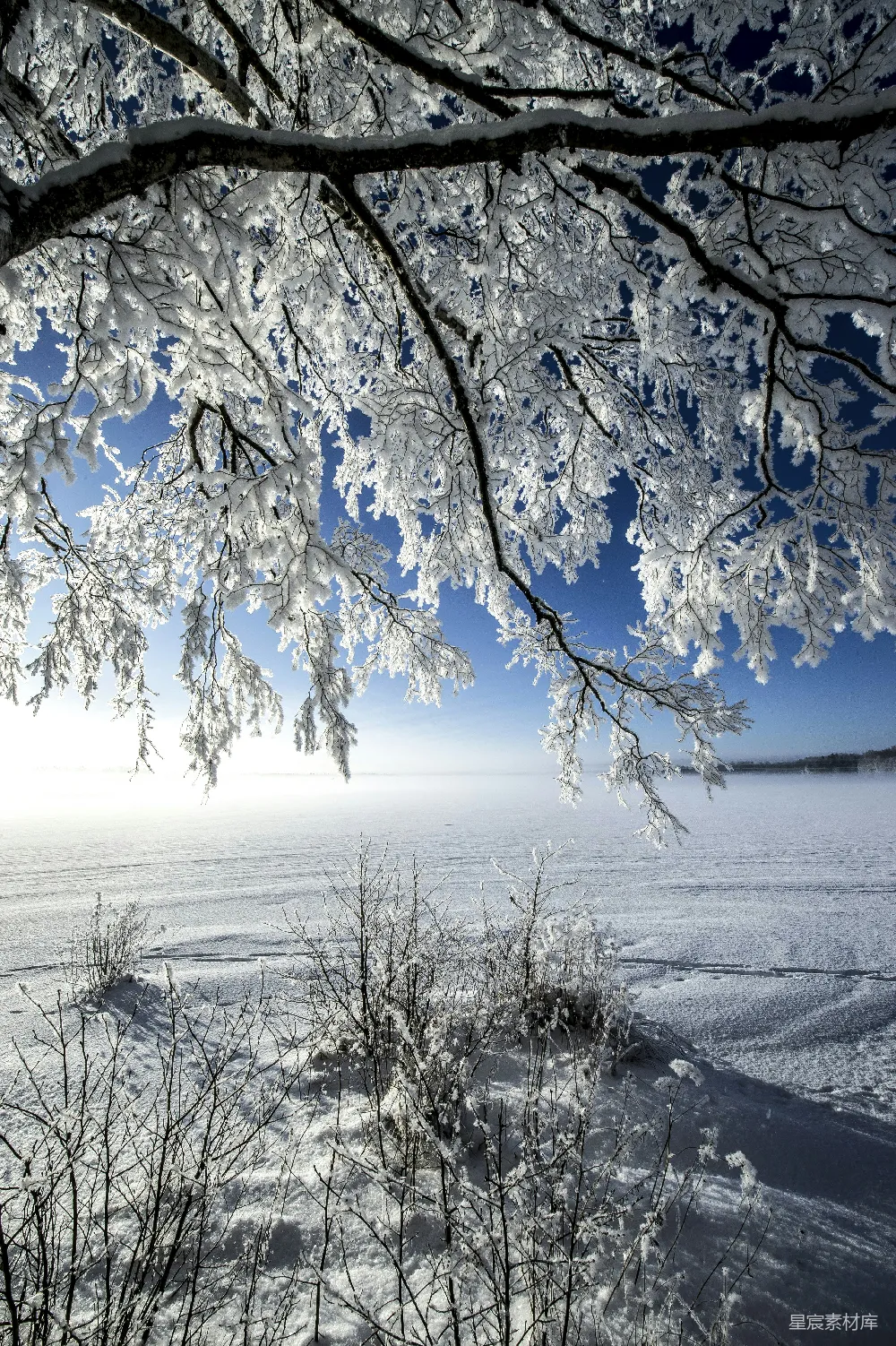 覆盖着白雪的田野，前景中有树木。