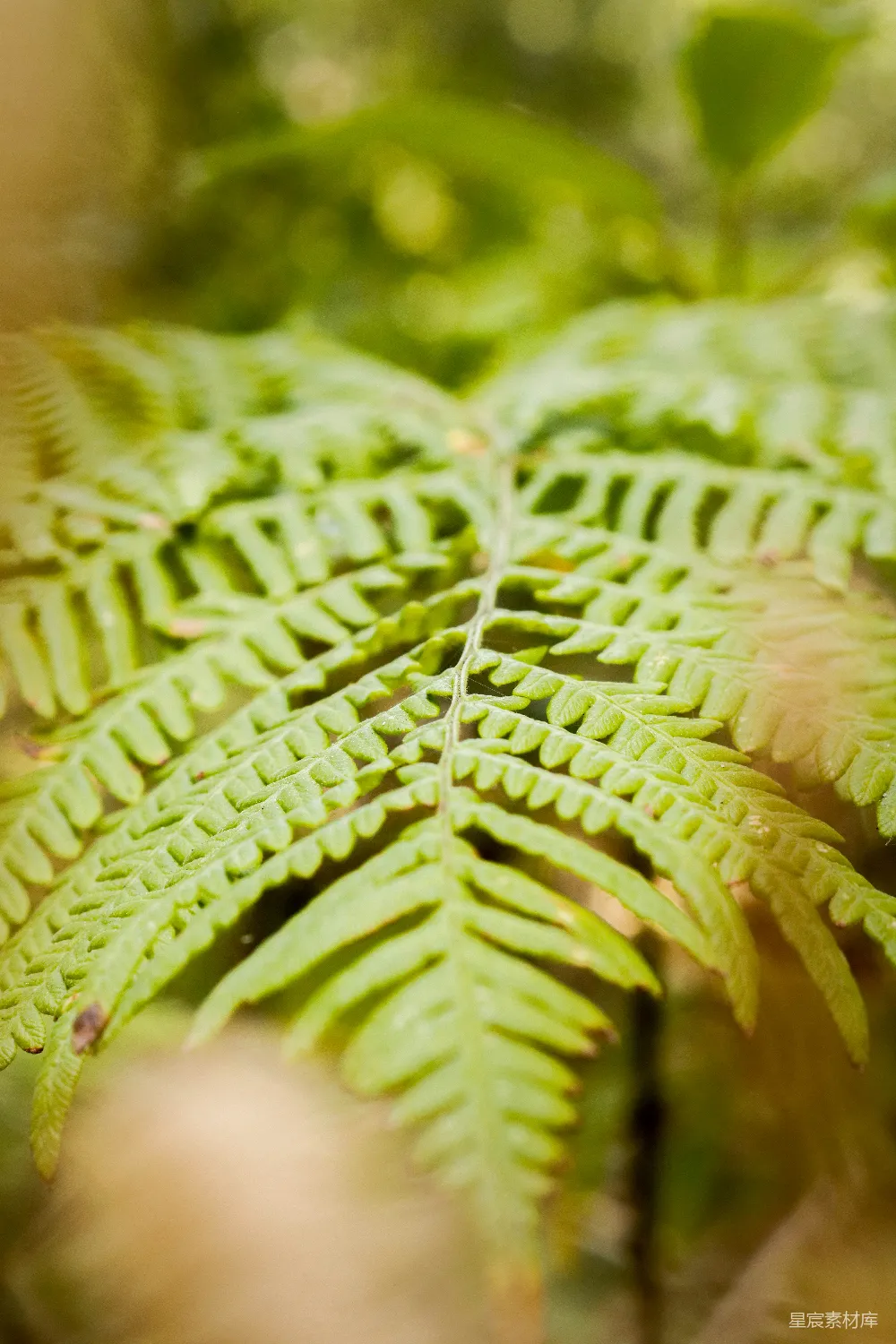 高清摄影  绿色蕨类植物的特写摄影