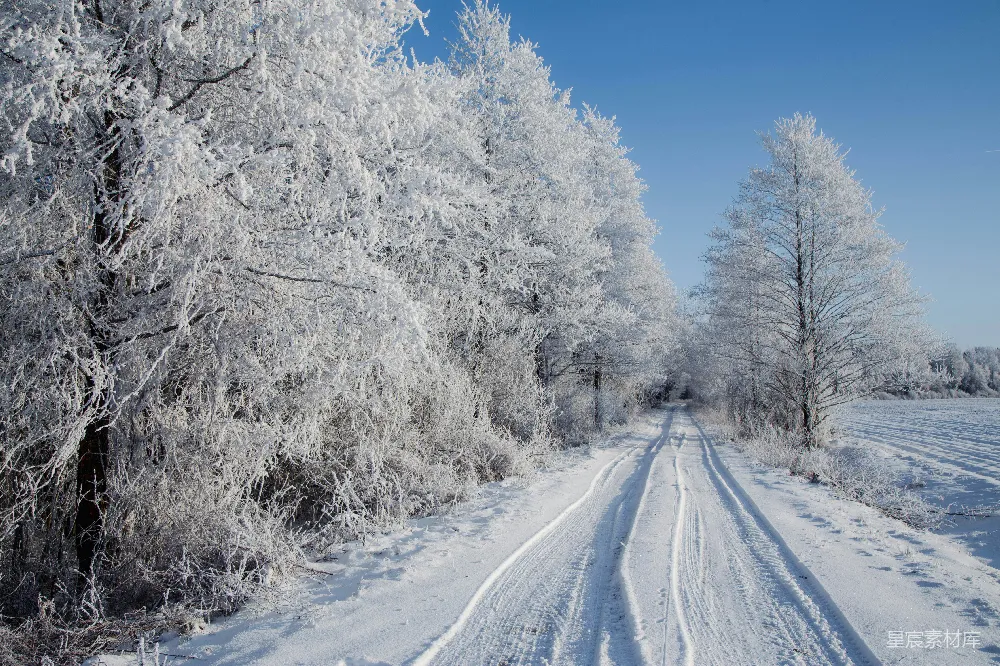 一条被树木和积雪覆盖的道路被白雪环绕。