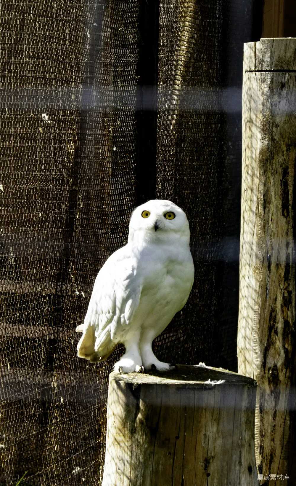 一只白 owl 坐在一根木头桩顶上