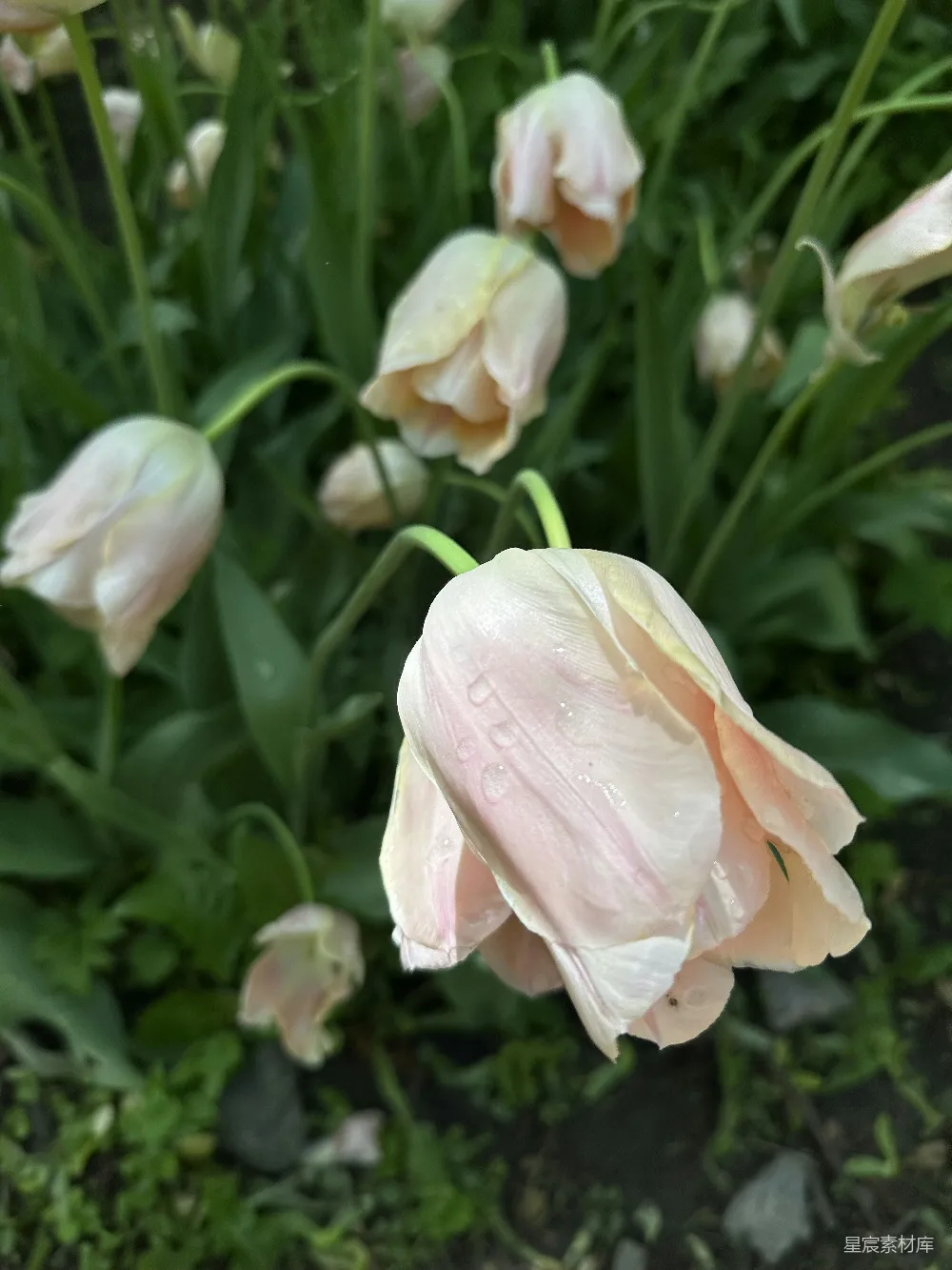 一 bunch 花在草里