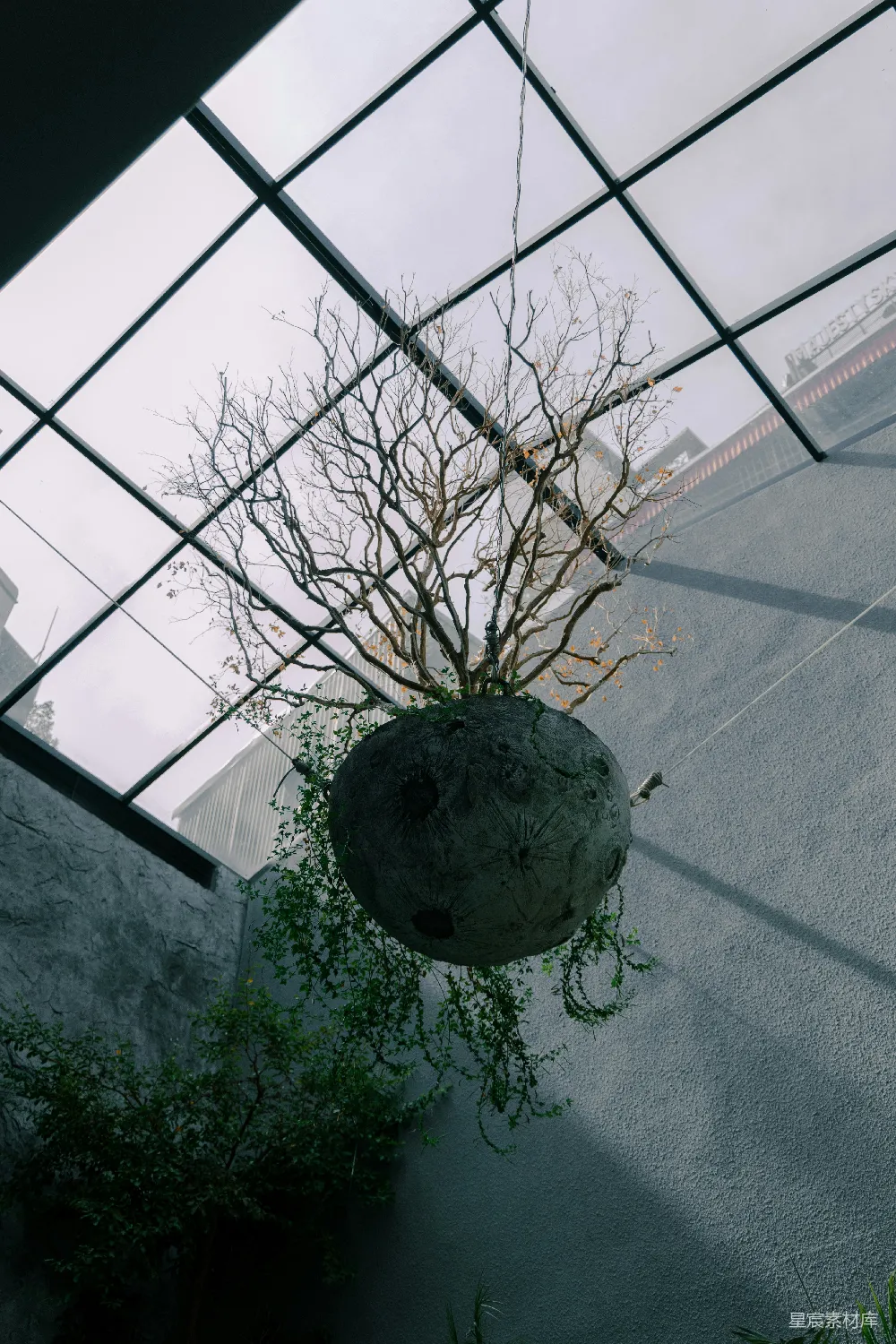 天花板上吊着一株植物