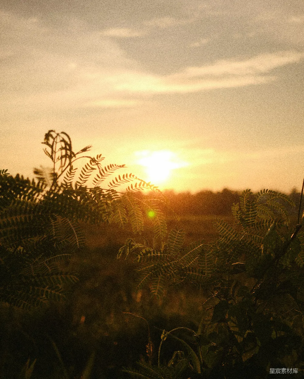 夕阳落下一片草地之上