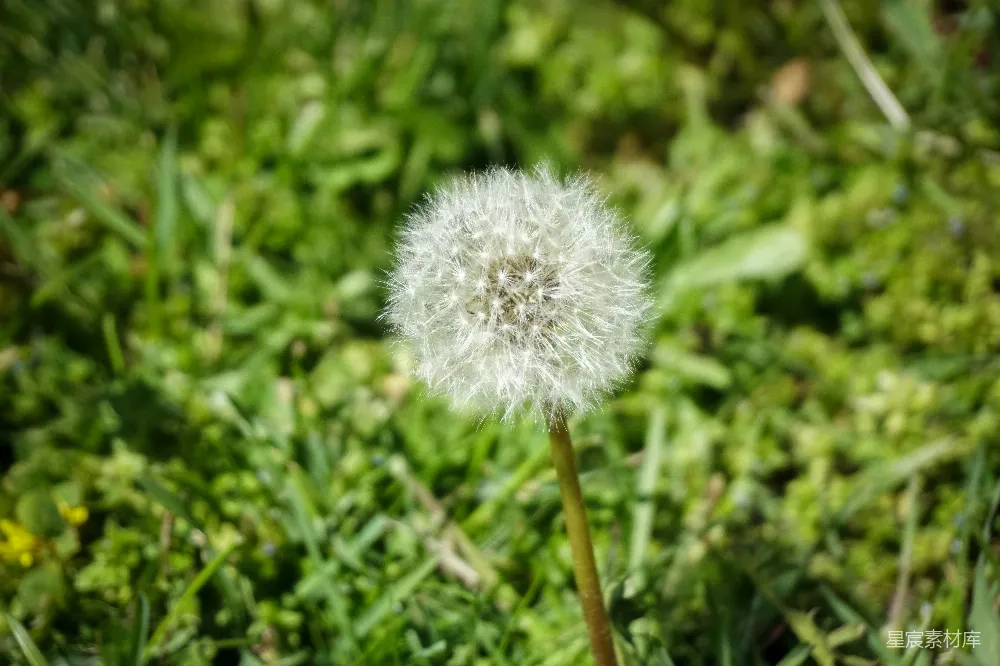 高清摄影  一片草地中央的一株蒲公英