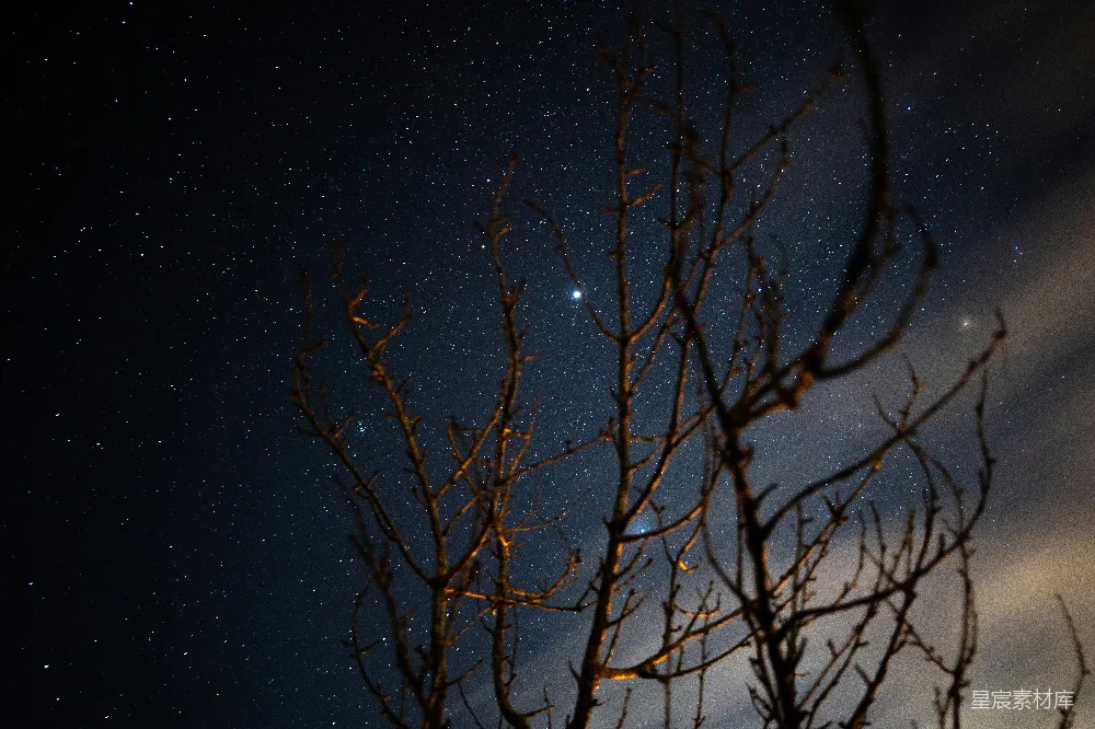 裸露的树干 against 一轮繁星点点 的夜空