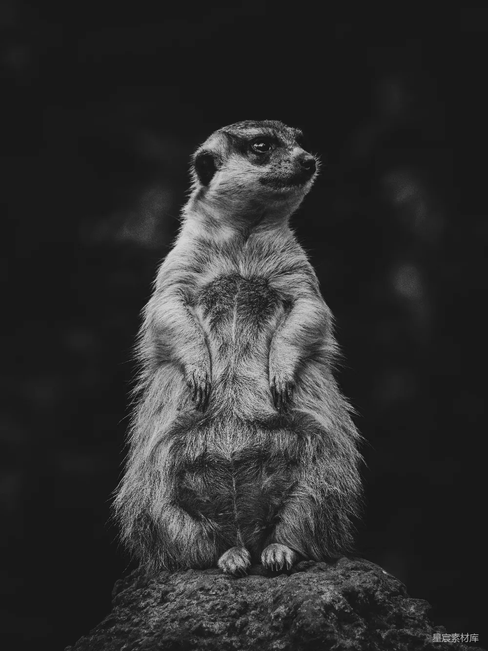 一只矮 mongoose 警觉地站在一块岩石上。