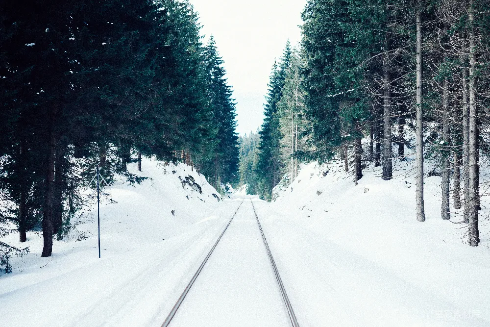 近处树木下的道路上覆满了雪