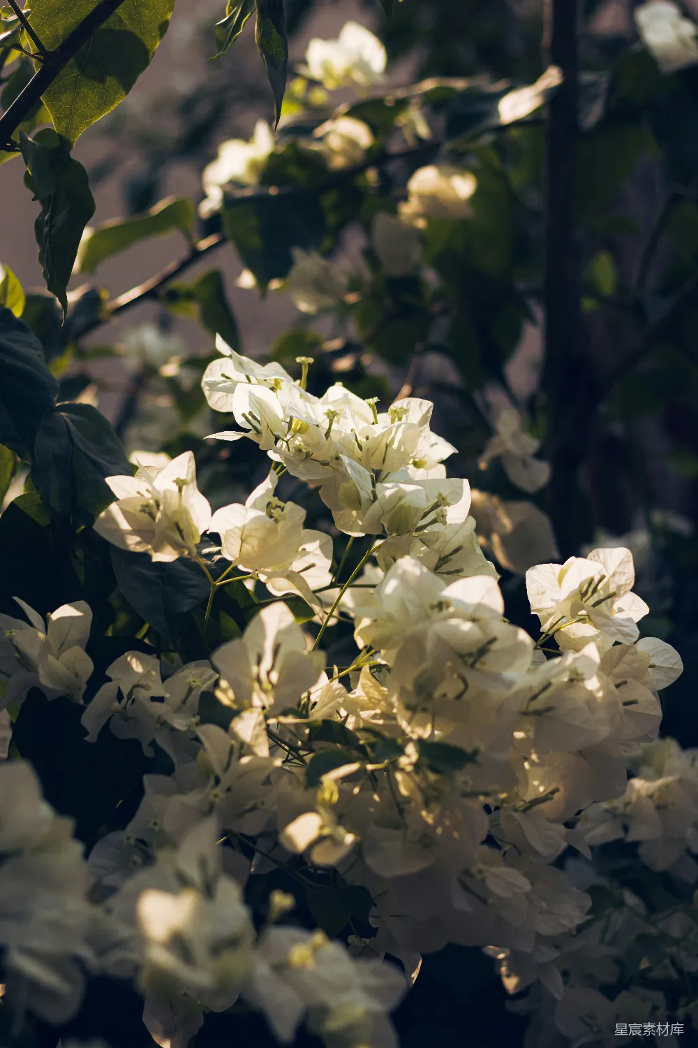 高清摄影  一朵朵白色的花的特写。