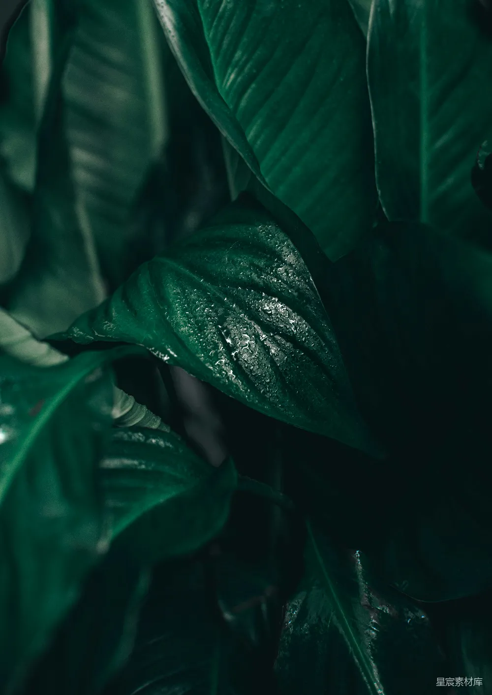 一棵绿叶植物的特写镜头