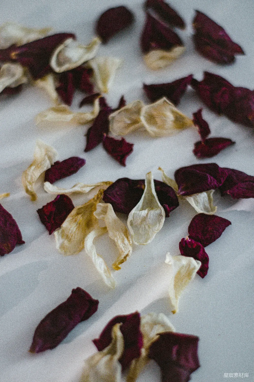 高清摄影  白色和红色的花瓣