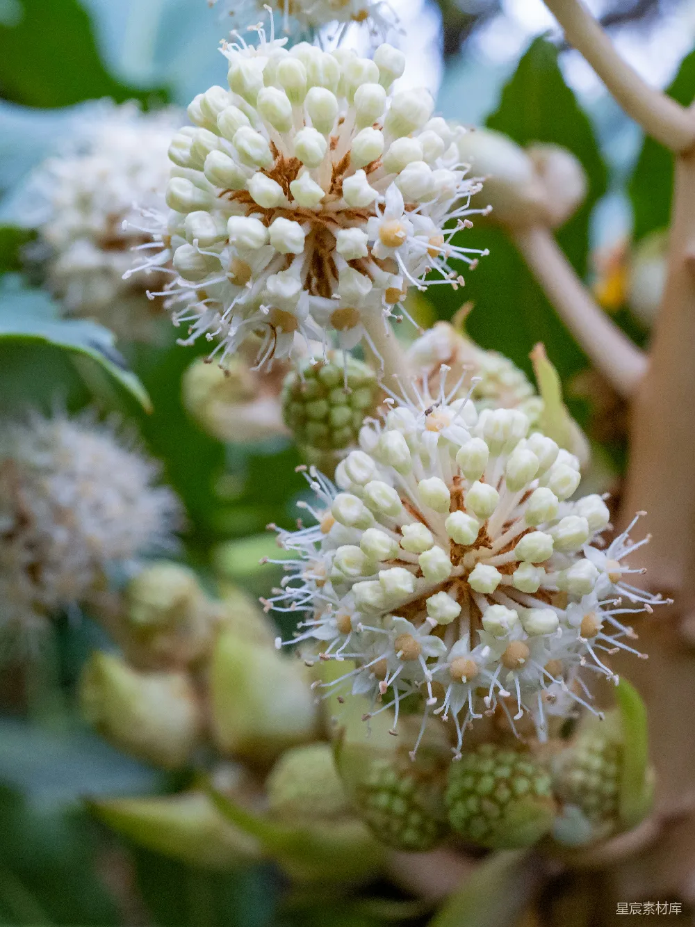 高清摄影  使用移轴镜头拍摄的白色花朵