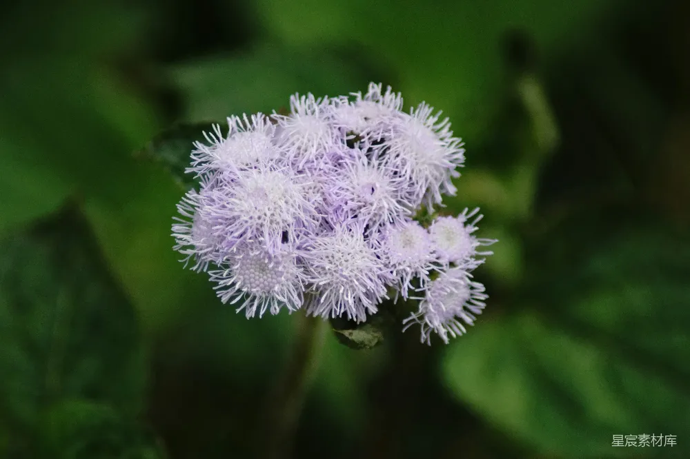 高清摄影  一株紫色的花的特写，背景是绿色的叶子。