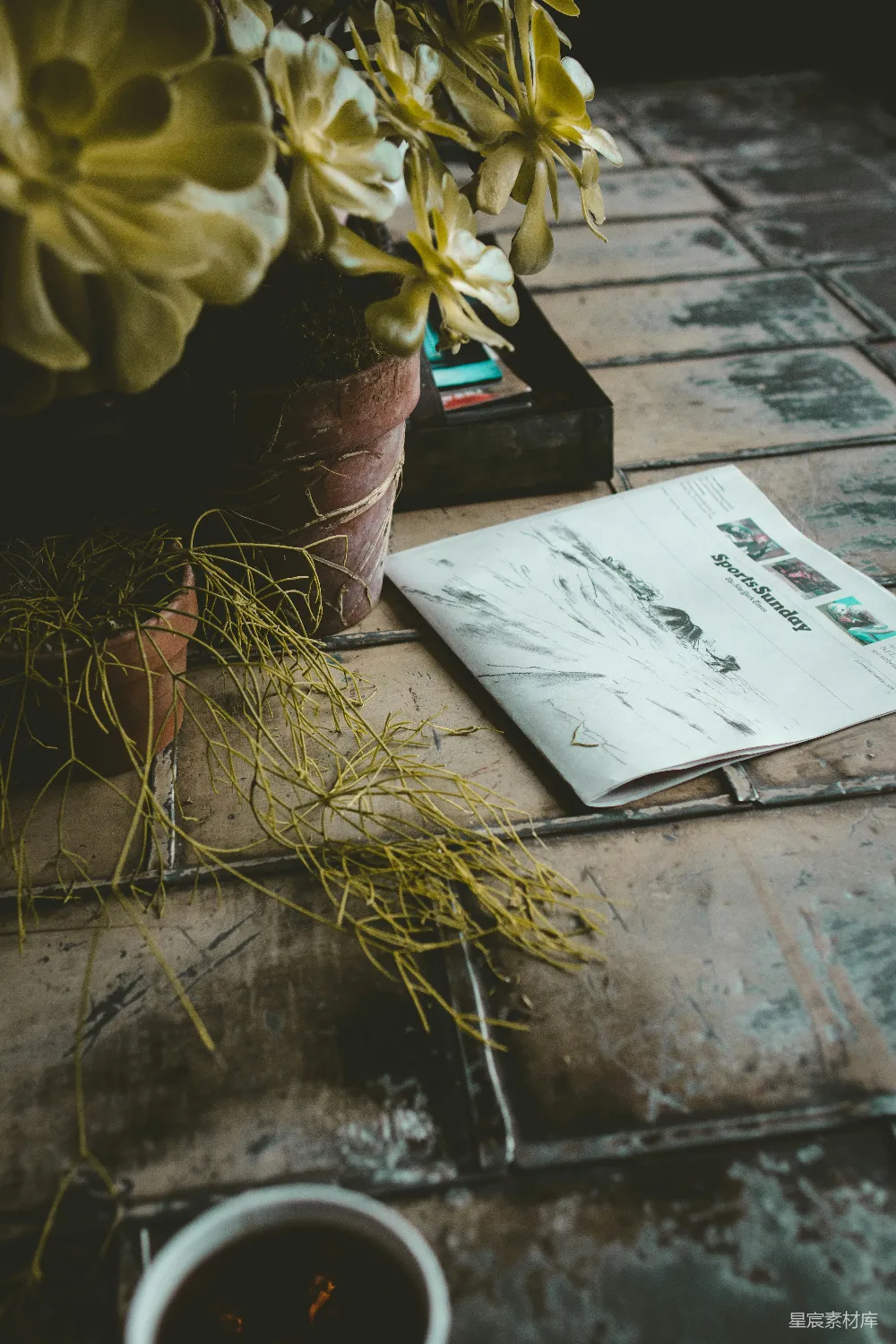 高清摄影  报纸在植物旁边