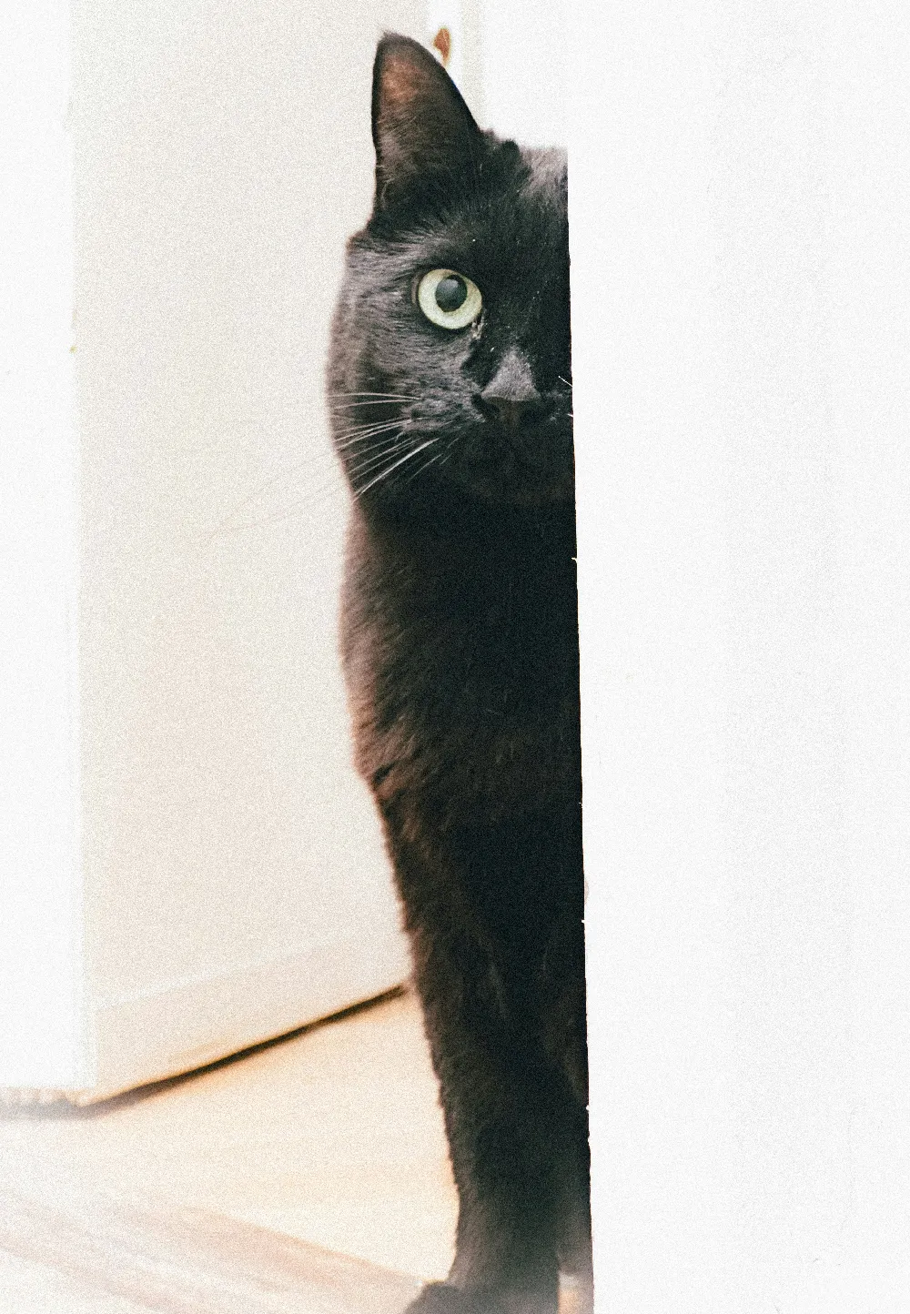 一只黑猫探出头来。