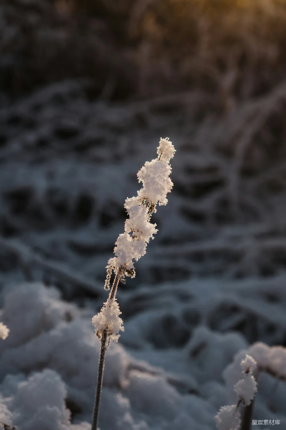 一棵覆盖着白雪的植物旁边有一片水域