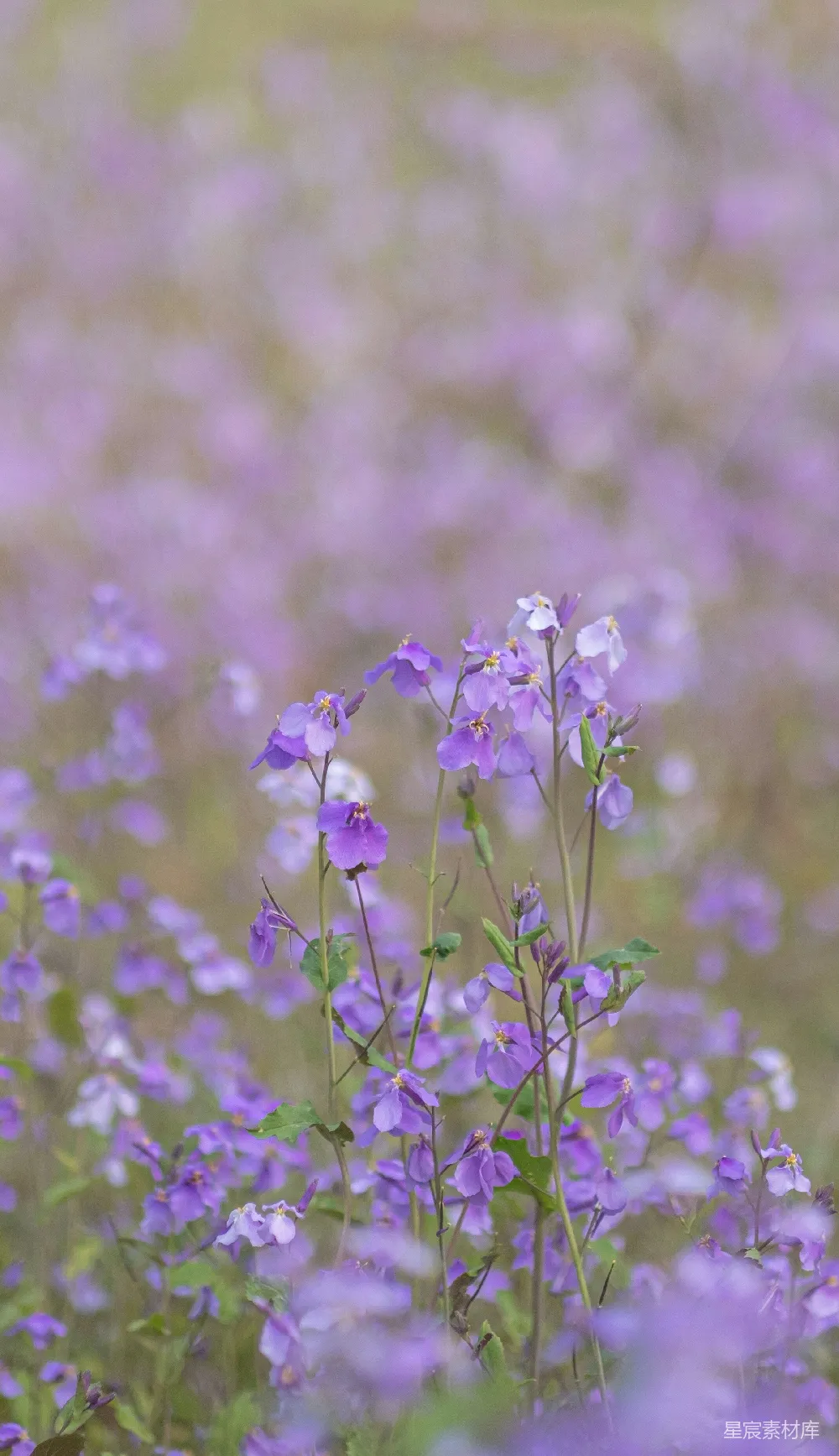 高清摄影  一朵花的特写