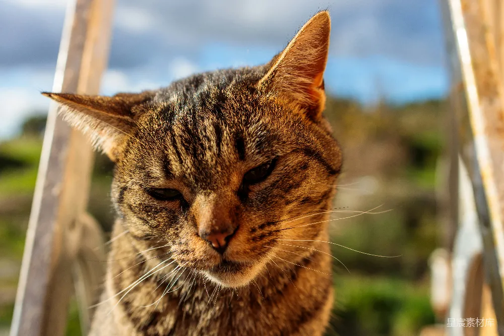 一只猫坐在台阶上的特写镜头