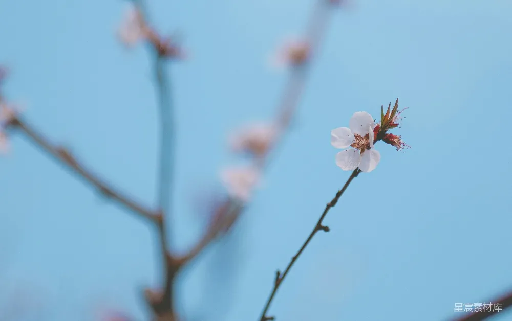 高清摄影  一枝白色的花