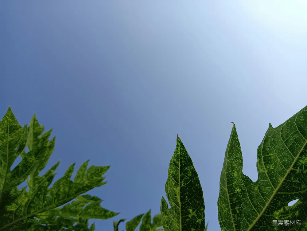 高清摄影 电影 实验性 壁纸 自然 一片绿叶植物，背景是蓝天。