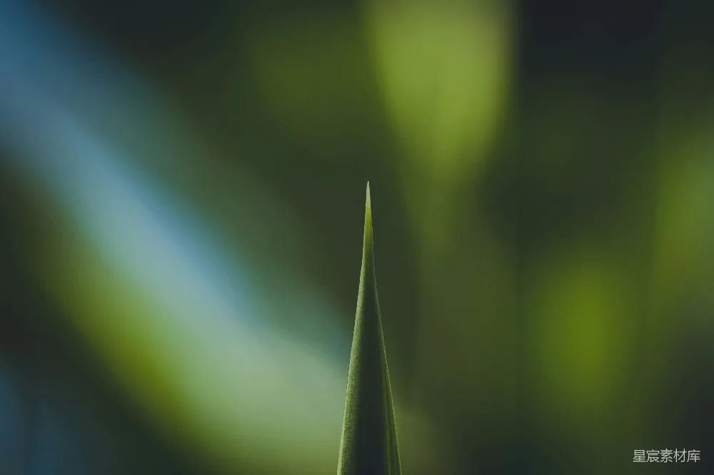 一棵绿植的特写镜头，背景模糊。