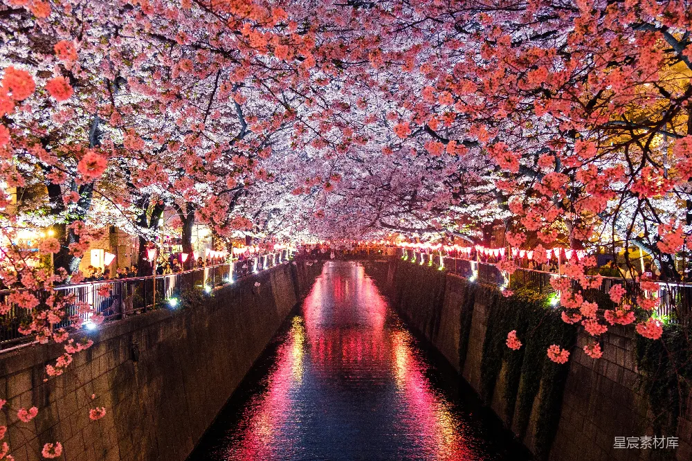 高清摄影  樱花树间的运河
