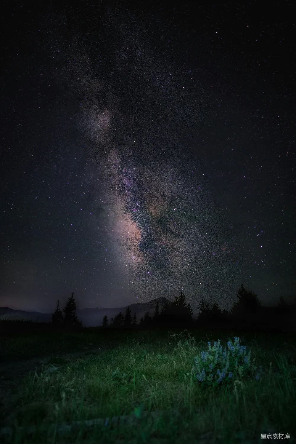 高清摄影 壁纸 一片草地和树木在星空满布的夜空中。