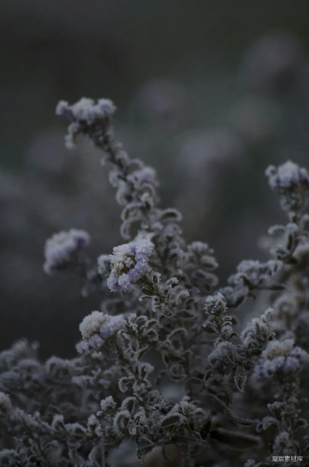 一棵植物的特写镜头，上面覆盖着白雪