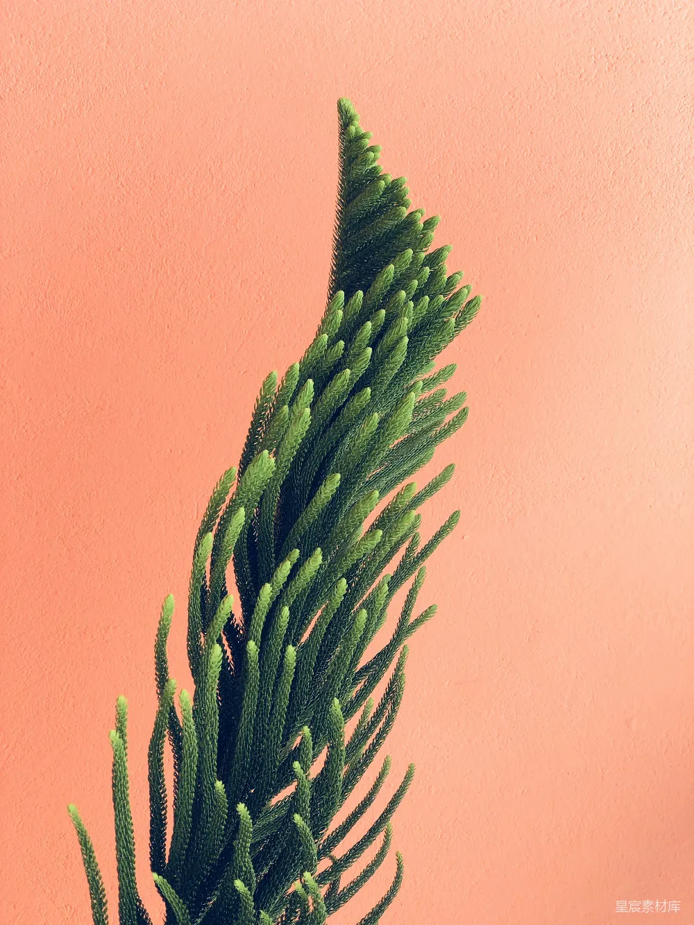 高清摄影 壁纸 自然 绿色和棕色叶子的植物