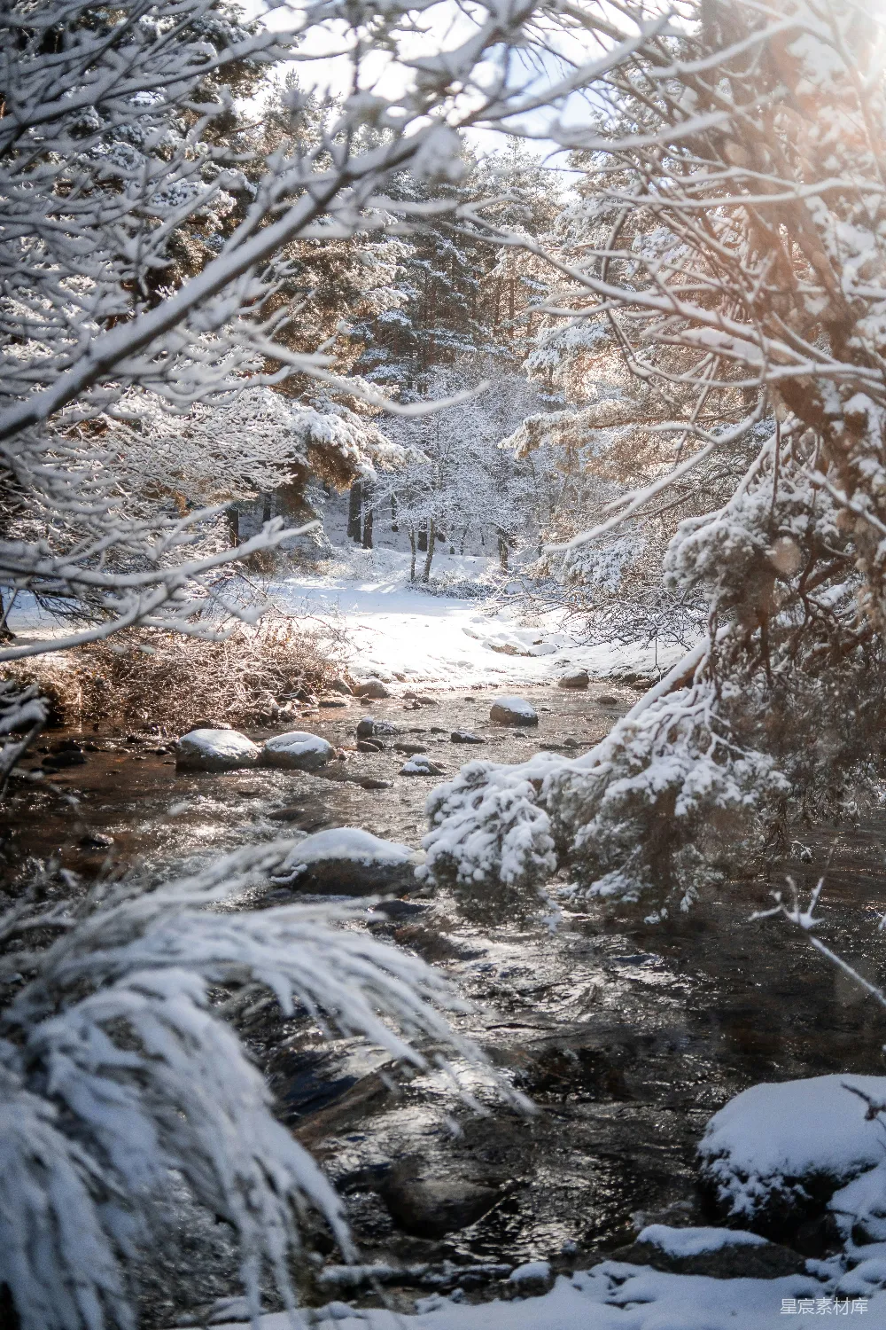 白天树木覆雪