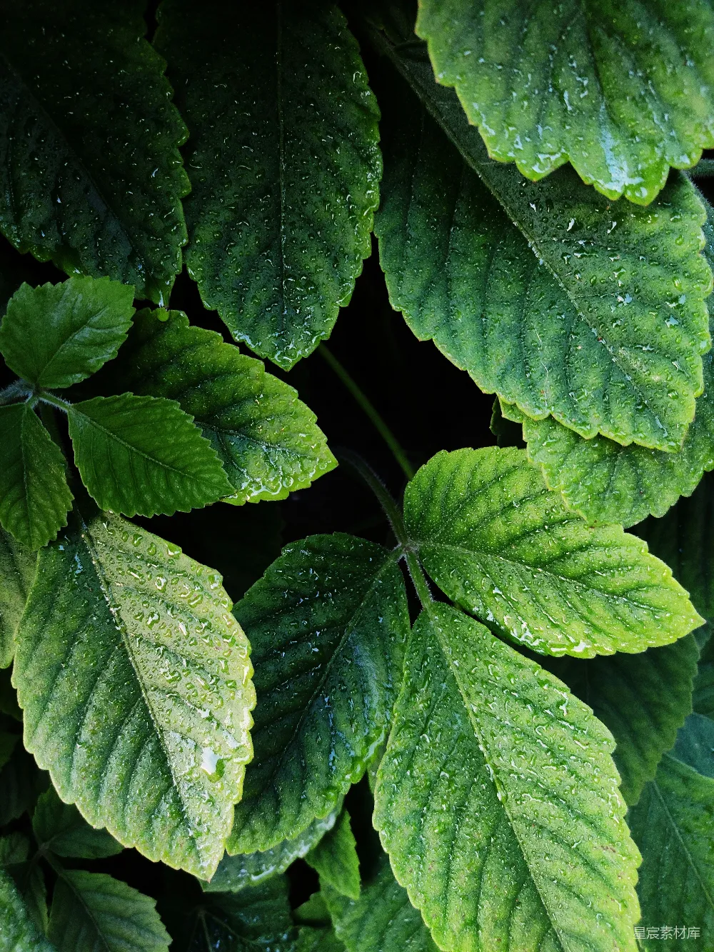 高清摄影 实验性 壁纸 自然 带有水珠的绿叶
