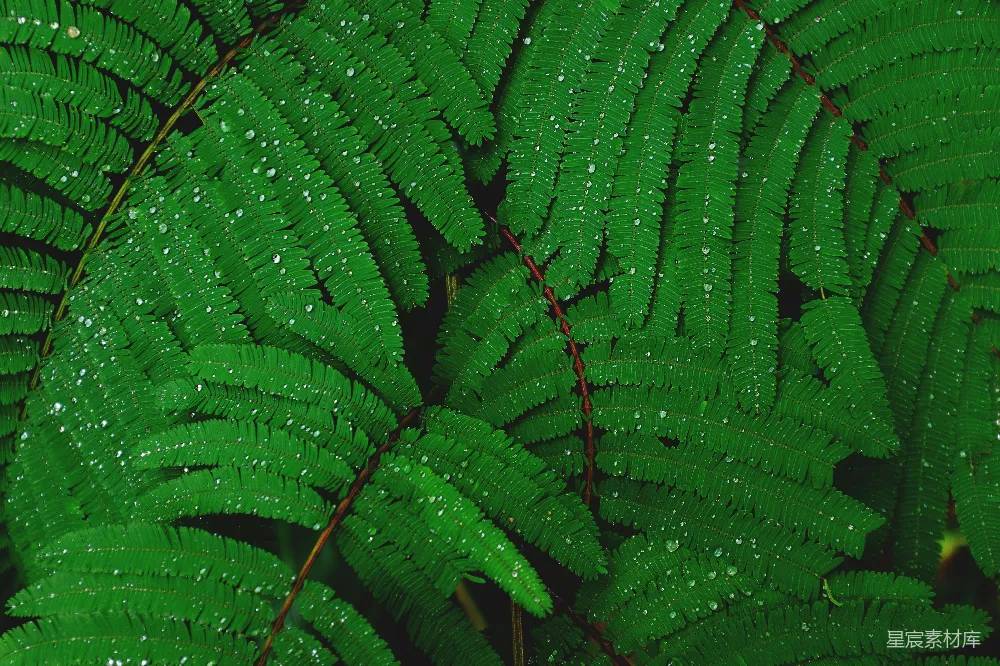 高清摄影  浅景深拍摄绿色植物