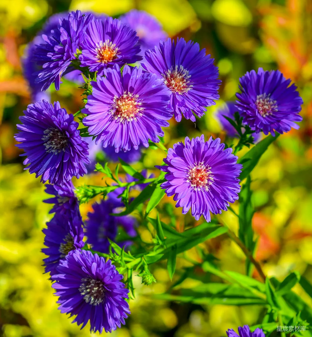 紫雏菊