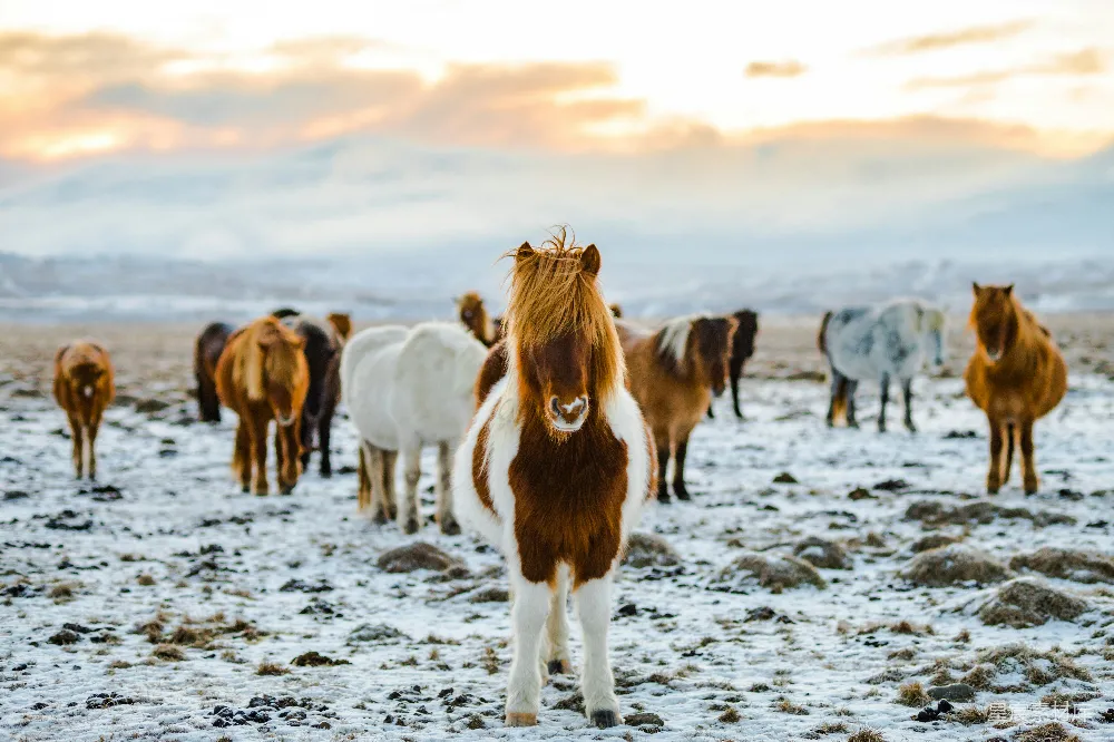 高清摄影 壁纸 旅行 一群白色和棕色的驴子站在雪覆盖的地面上。