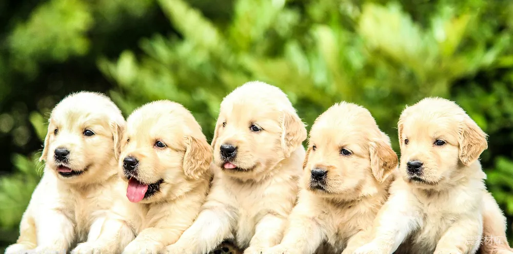 高清摄影  五只黄色拉布拉多猎犬幼犬