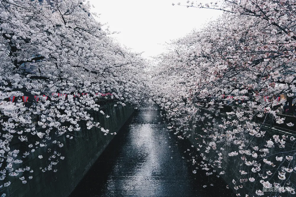 高清摄影  白天樱花树间的一条黑色混凝土铺成的道路