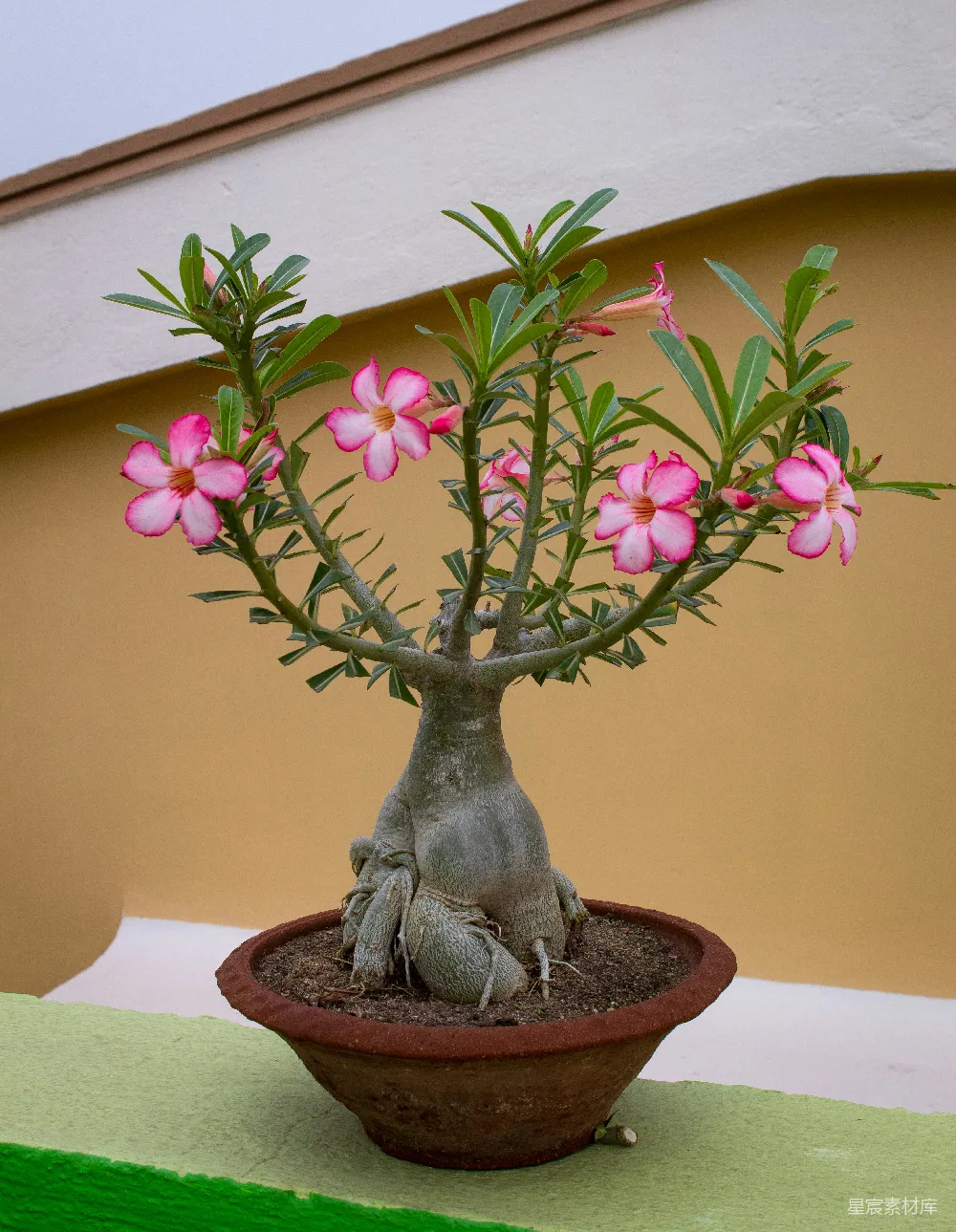 高清摄影  一棵开粉红色花的小树