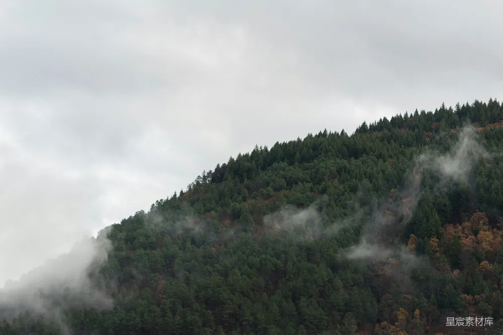 云雾缭绕的山和树在阴天中的景象