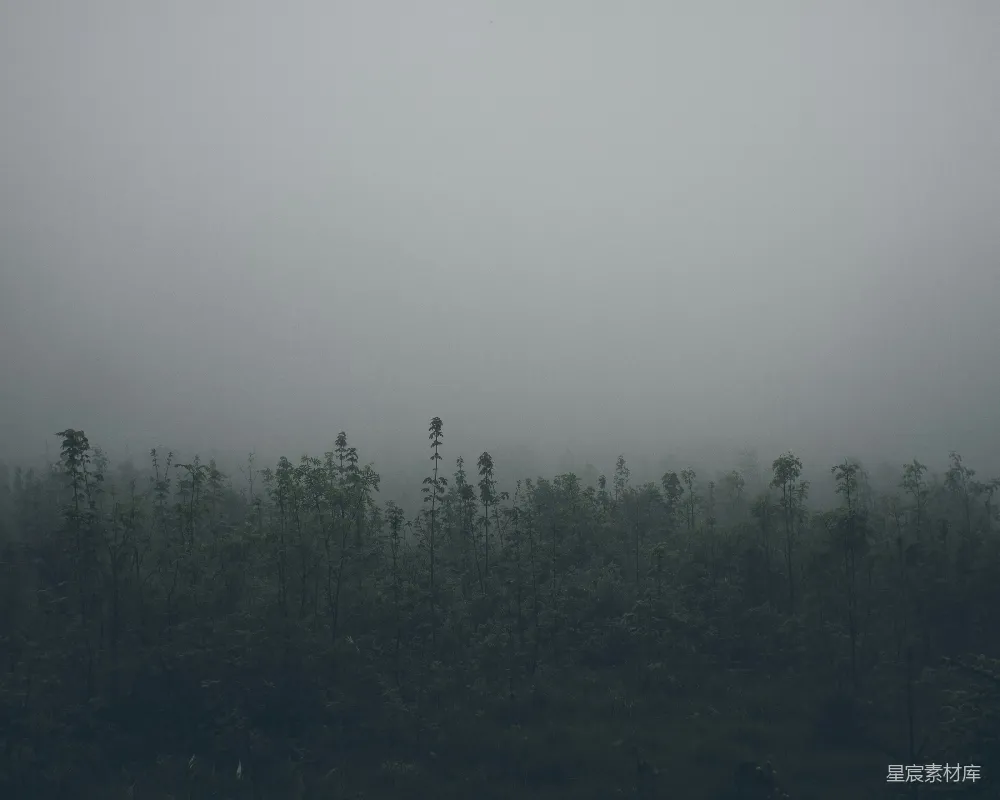 云层背景下绿色树叶的风景摄影