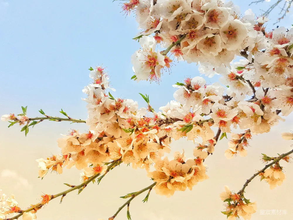 高清摄影 壁纸 白云下的粉白花朵
