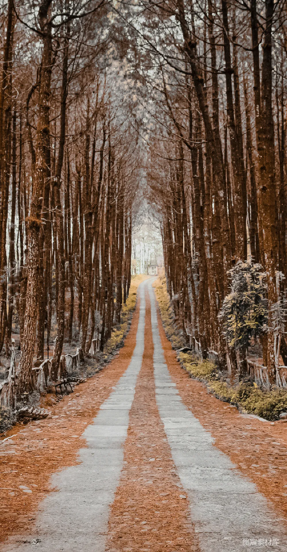高清摄影 壁纸 旅行 自然 实验性 电影 在白天，棕色的树之间有一条棕色的小径。