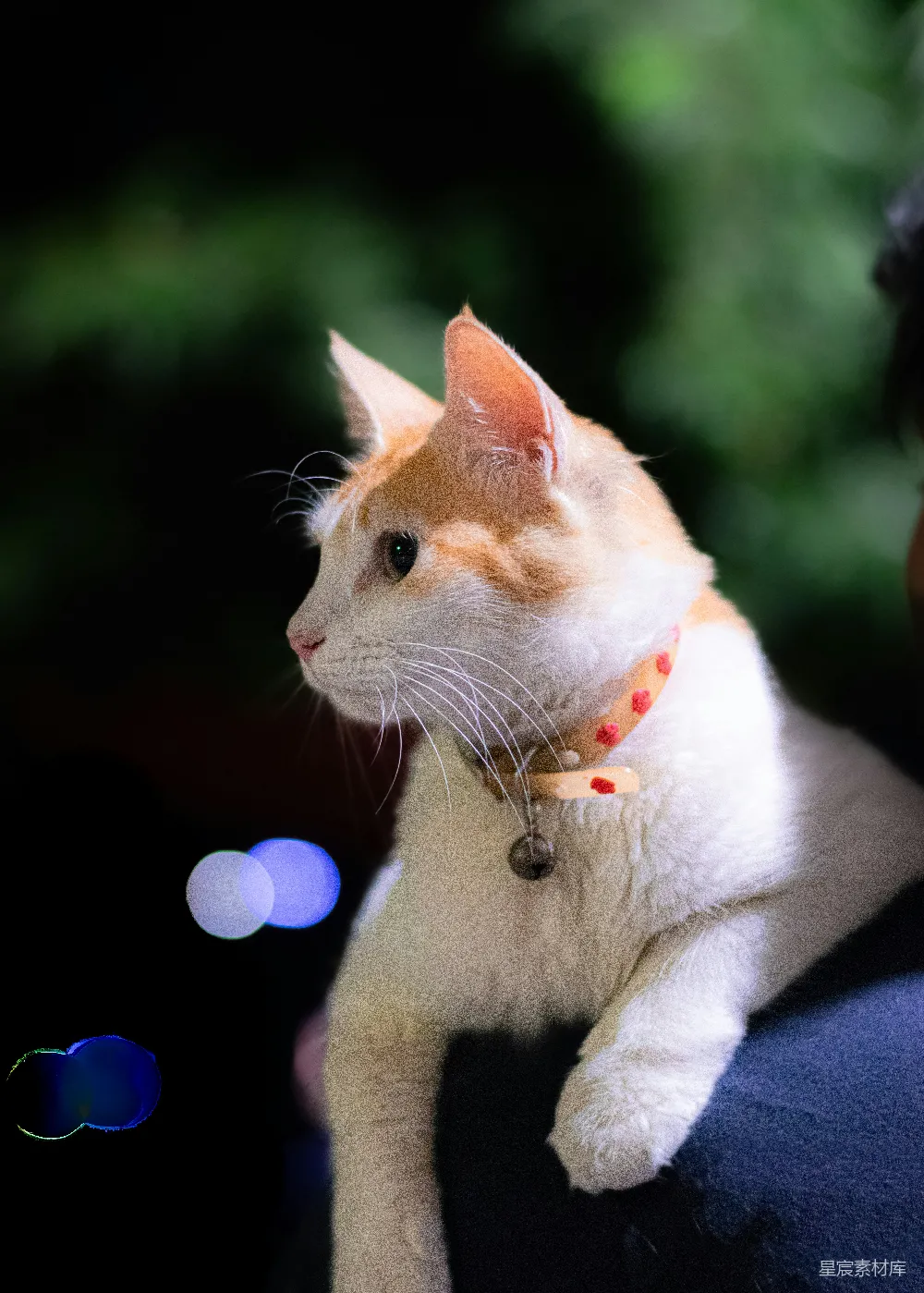 高清摄影  一只橙白相间的猫戴着项圈