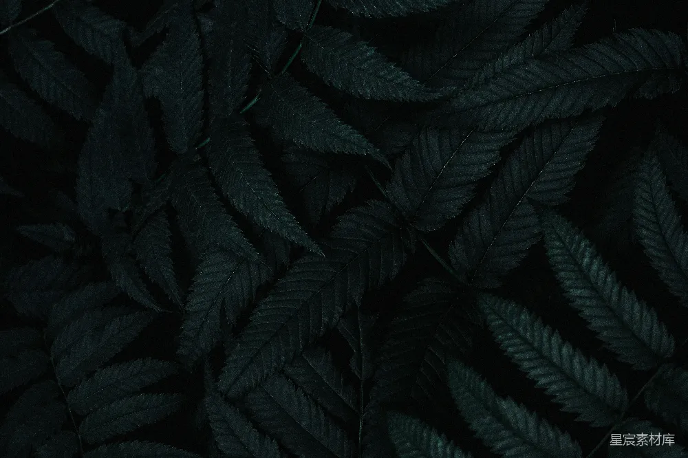 一棵植物的特写，叶片为深绿色