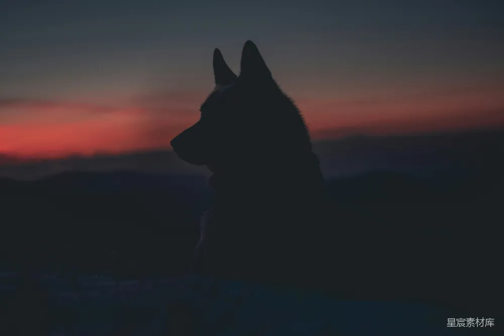 高清摄影  狗的轮廓
