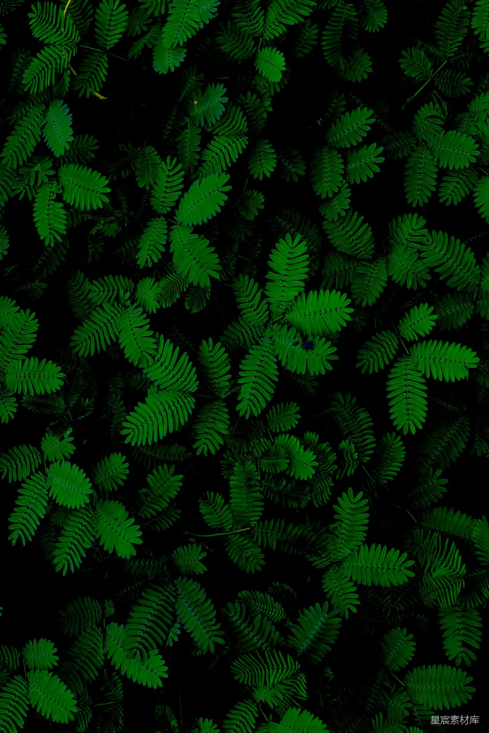 高清摄影  绿色植物