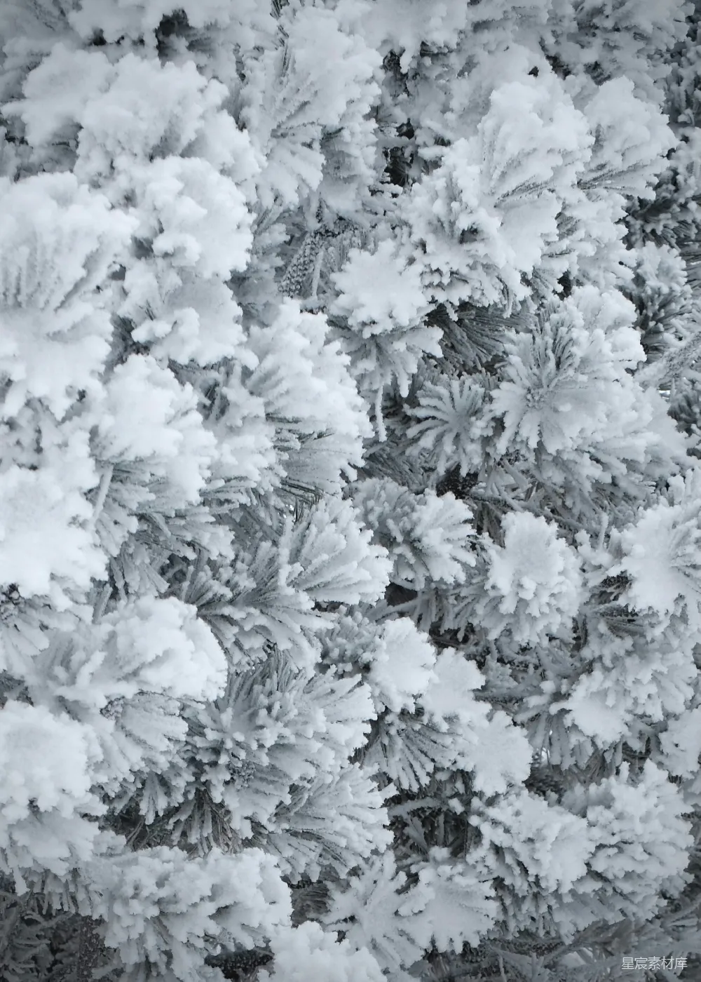 覆盖着霜和雪的松针