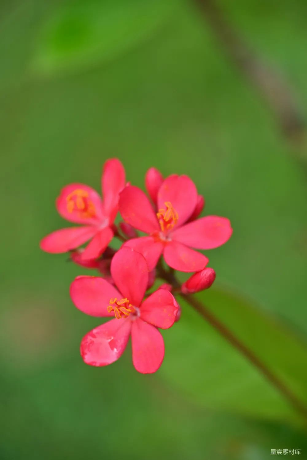 充满活力的红色花朵特写，绿色背景。
