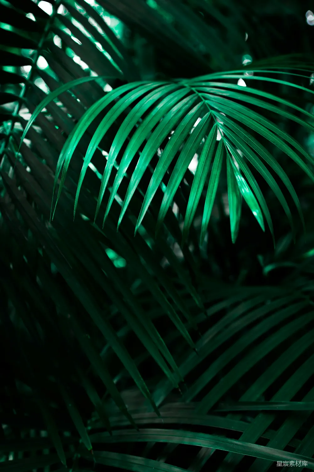 高清摄影  绿色线状叶片植物