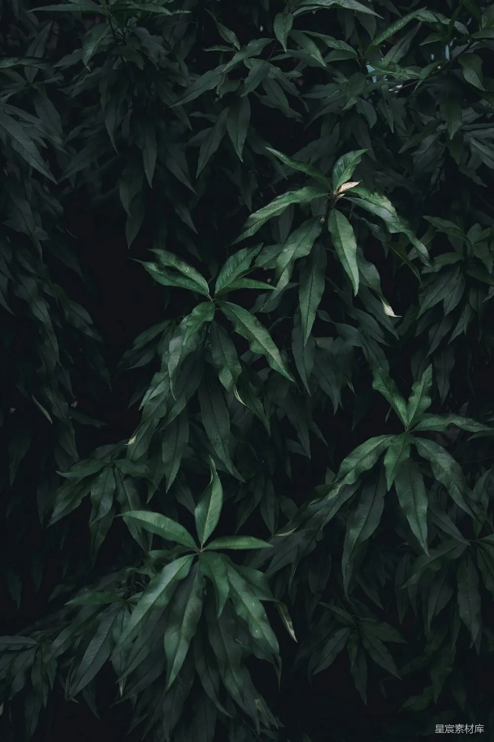 一棵绿叶树的特写镜头